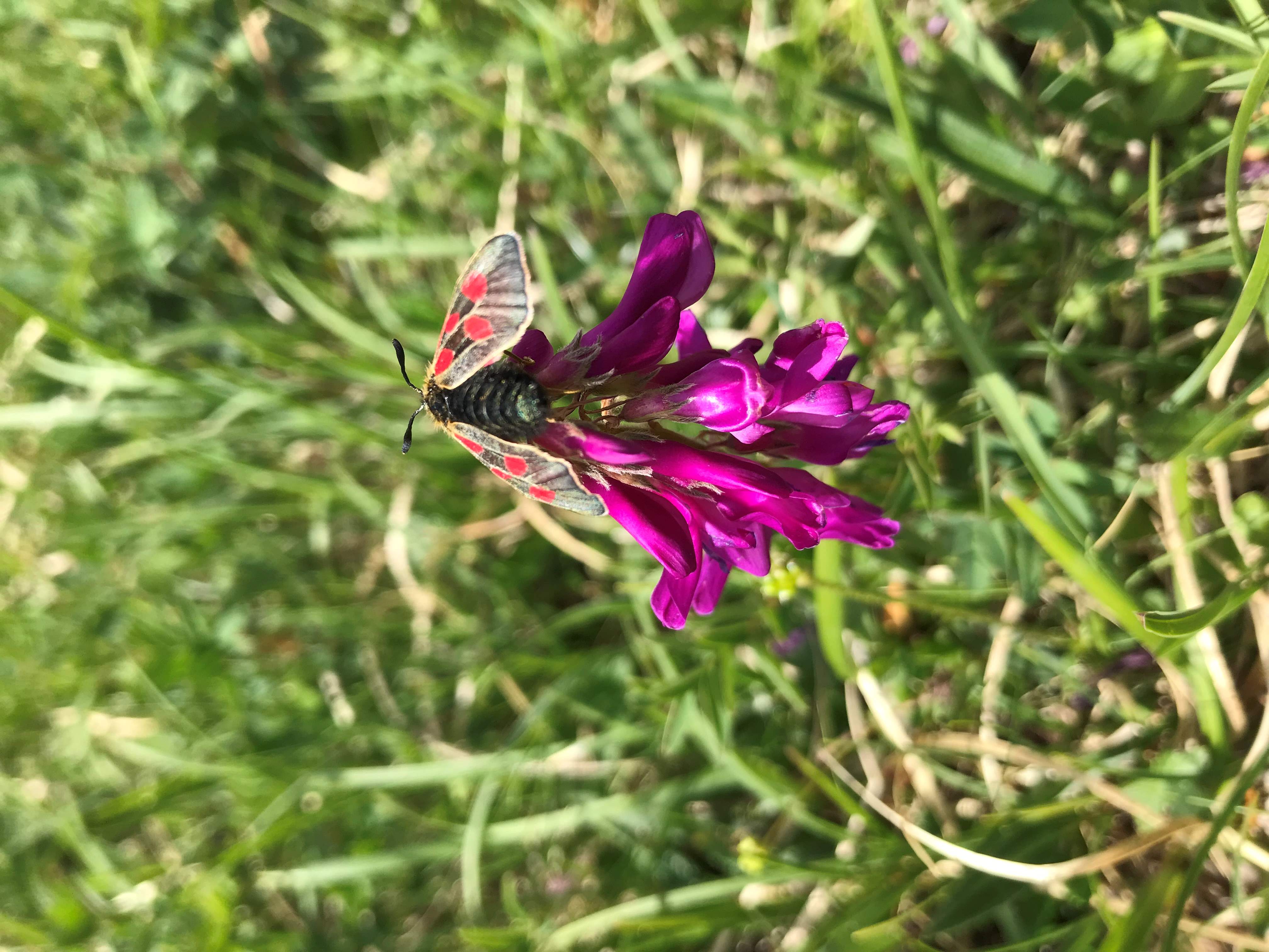 Alpenblume mit Schmetterling